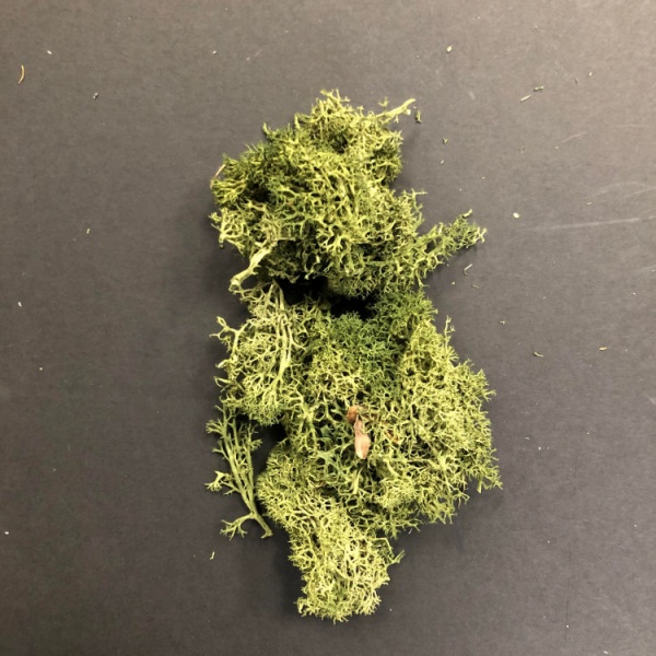 Olive Green Moss (10g)